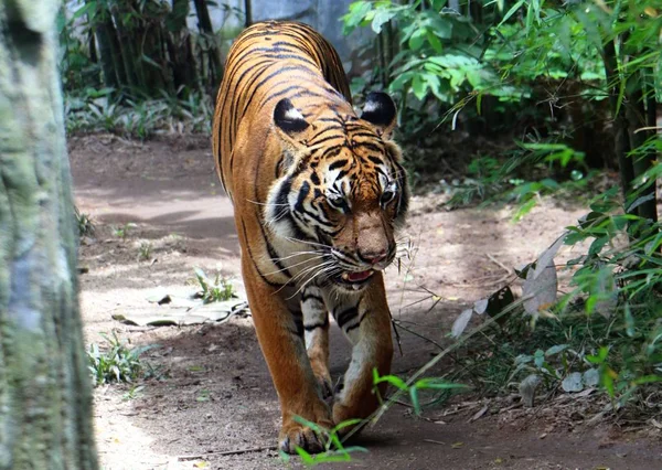 Tijger Panthera Tigris Grootste Kat Soorten Meest Herkenbare Voor Haar — Stockfoto