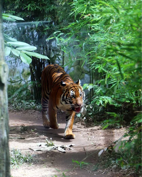 Tigre Panthera Tigris Especie Gato Más Grande Más Reconocible Por — Foto de Stock