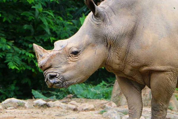 Fehér Orrszarvú Vagy Tér Ajkú Orrszarvú Ceratotherium Simum Legnagyobb Élő — Stock Fotó