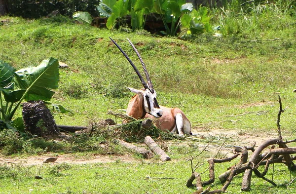 Oryx Cuernos Cimitarra Oryx Dammah Género Compuesto Por Cuatro Grandes — Foto de Stock