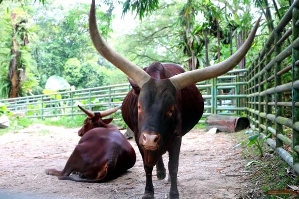 Ankoli Cattle Bos Taurus Long Horn — Stock Photo, Image