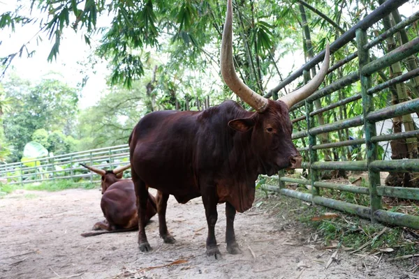 Ankoli Nötkreatur Bos Taurus Med Långa Horn — Stockfoto