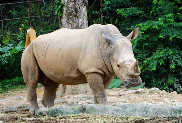 Rhinocéros Blanc Rhinocéros Lèvres Carrées Ceratotherium Simum Est Grande Espèce — Photo