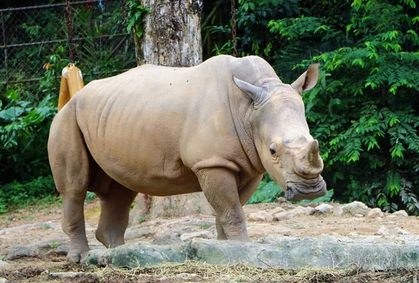 Rinoceronte Branco Ceratotherium Simum Maior Espécie Rinoceronte Existente — Fotografia de Stock