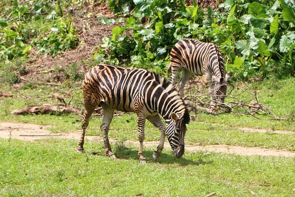 Zebras Sind Mehrere Arten Afrikanischer Einhufer Die Durch Ihr Charakteristisches — Stockfoto