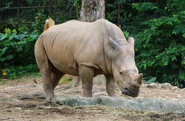 Rinoceronte Branco Ceratotherium Simum Maior Espécie Rinoceronte Existente — Fotografia de Stock