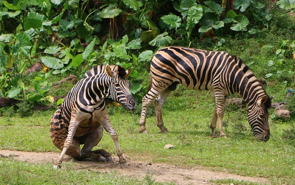 Les Zèbres Sont Plusieurs Espèces Équidés Africains Unis Par Leurs — Photo