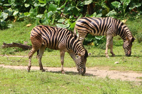 Zebras Several Species African Equids United Distinctive Black White Striped — Stock Photo, Image