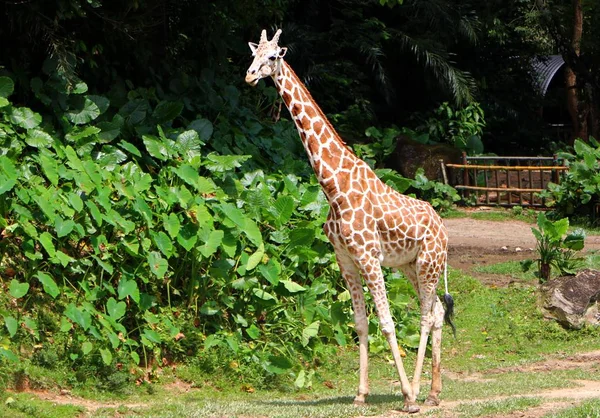 Girafe Giraffa Est Genre Mammifères Ongulés Africains Doigts Pairs Les — Photo