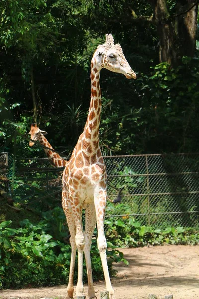 Girafa Girafa Gênero Mamíferos Ungulados Dedos Pares Africanos Animais Terrestres — Fotografia de Stock