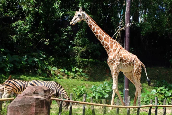 Zsiráf Giraffa Alrendjébe Afrikai Párosujjú Patás Emlősök Legmagasabb Élő Szárazföldi — Stock Fotó