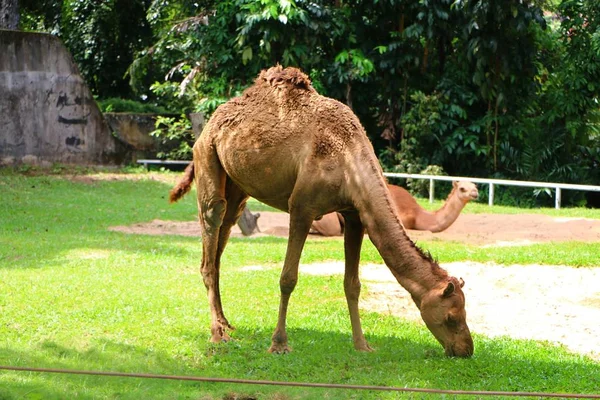 Chameau Est Ongulé Doigts Pairs Genre Camelus Qui Porte Des — Photo