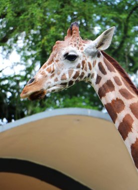 Zürafa (zürafa) kafa ve yüz yakın.