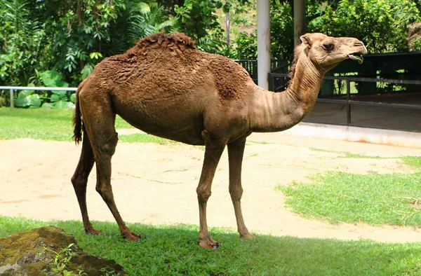 Camel Ungulado Uniforme Gênero Camelus Que Carrega Depósitos Gordurosos Distintos — Fotografia de Stock