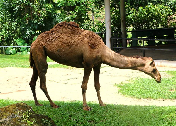 Camel Ungulado Uniforme Gênero Camelus Que Carrega Depósitos Gordurosos Distintos — Fotografia de Stock