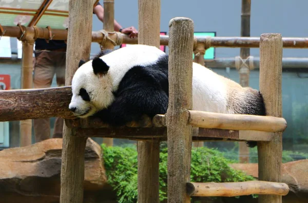 Der Große Panda Ailuropoda Melanoleuca Auch Bekannt Als Pandabär Oder — Stockfoto