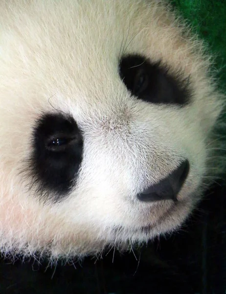 Cara Cachorro Panda Gigante Ailuropoda Melanoleuca También Conocido Como Oso — Foto de Stock