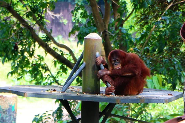 Orang Oetans Zijn Drie Soorten Van Mensapen Inheems Indonesië Maleisië — Stockfoto