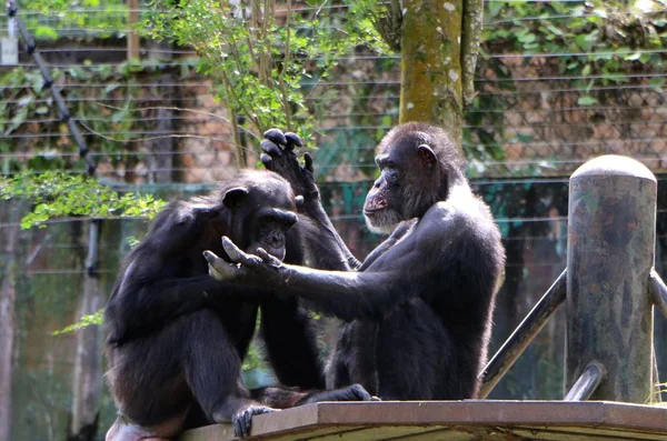iki kaybolmamış tür, ortak şempanze ve bonobo şempanze oluşur.