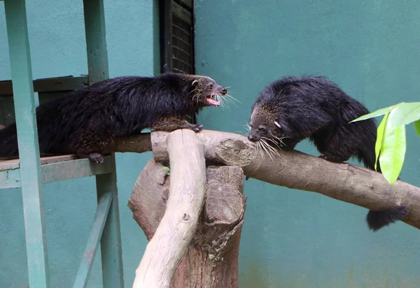 Binturong Arctictis Binturong Más Néven Bearcat — Stock Fotó