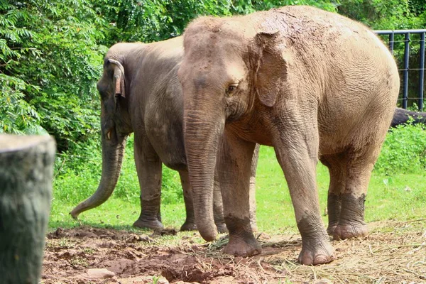 Elefántok Malajziai Nemzeti Állatkert — Stock Fotó