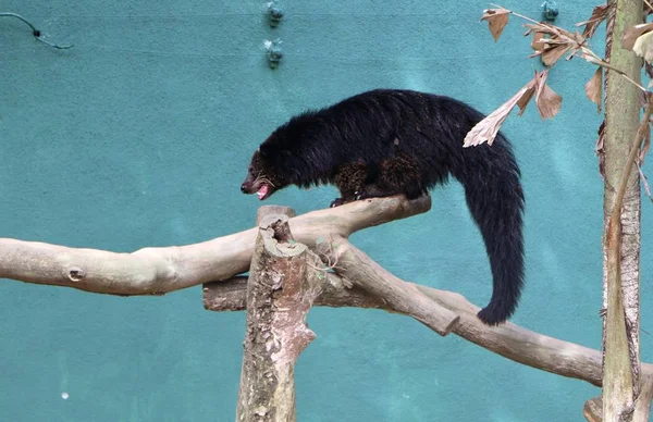 Binturong Arctictis Binturong Také Známý Jako Bearcat — Stock fotografie