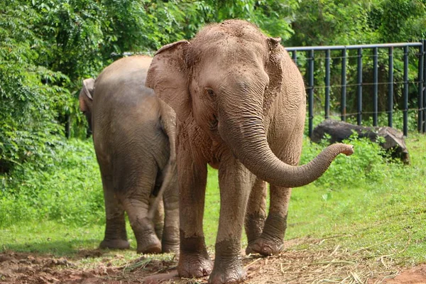 Éléphants Dans Zoo National Malaisien — Photo