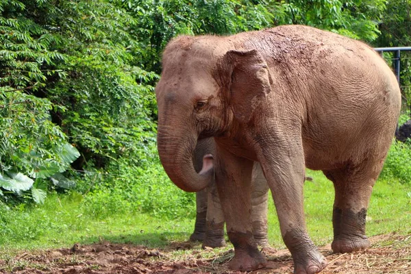 Elefántok Malajziai Nemzeti Állatkert — Stock Fotó