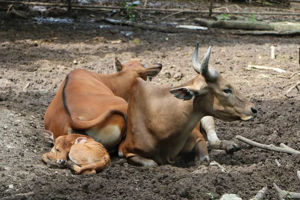 Banteng Bos Javanicus Also Known Tembadau Species Wild Cattle Found — Stock Photo, Image