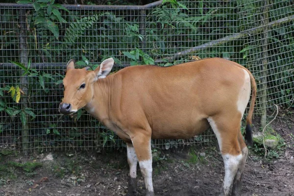 Banteng Bos Javanicus Também Conhecido Como Tembadau Uma Espécie Gado — Fotografia de Stock