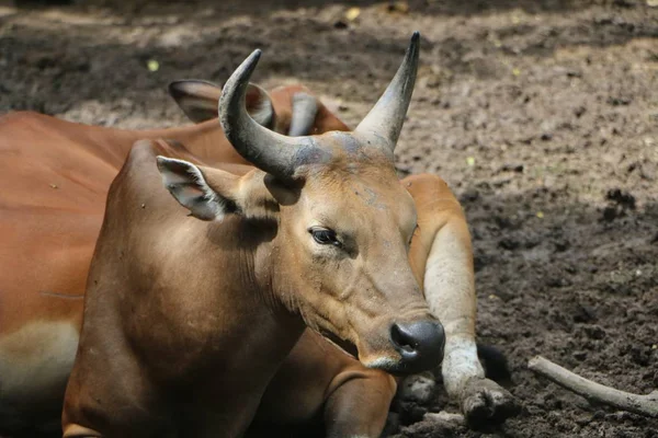 Banteng Bos Javanicus Más Néven Tembadau Faj Vadon Élő Szarvasmarha — Stock Fotó