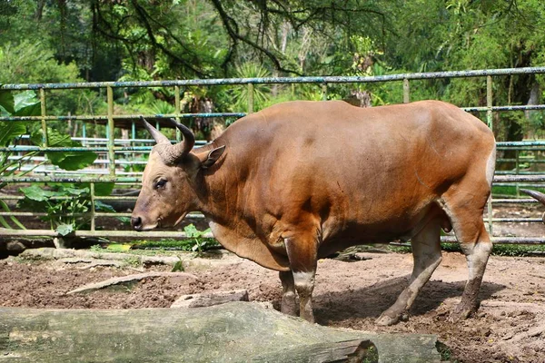 Banteng Bos Javanicus Also Known Tembadau Species Wild Cattle Found — Stock Photo, Image