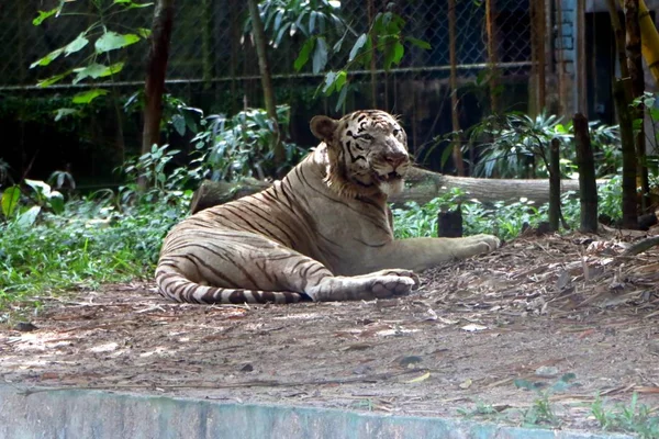 Tigre Bengala Blanco Panthera Tigris Tigris Subespecie Tigre Más Numerosa — Foto de Stock