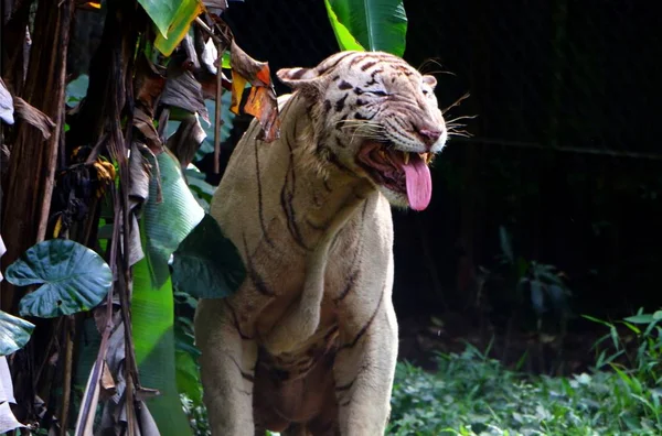 Tigre Bengala Blanco Panthera Tigris Tigris Subespecie Tigre Más Numerosa — Foto de Stock