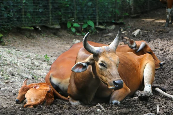 Banteng Bos Javanicus Más Néven Tembadau Faj Vadon Élő Szarvasmarha — Stock Fotó