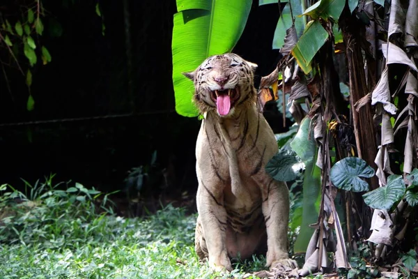 Bílá Bengálský Tygr Panthera Tigris Tigris Mnoho Trubců Tygr Asii — Stock fotografie