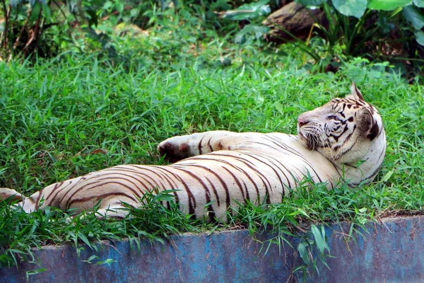 Белый Бенгальский Тигр Panthera Tigris Tigris Самый Многочисленный Подвид Тигра — стоковое фото