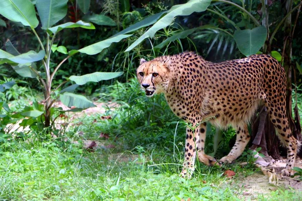 Cheetah Acinonyx Jubatus Gato Grande Subfamilia Felinae — Foto de Stock