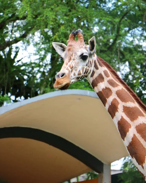 Girafe Girafe Tête Visage Étroite — Photo