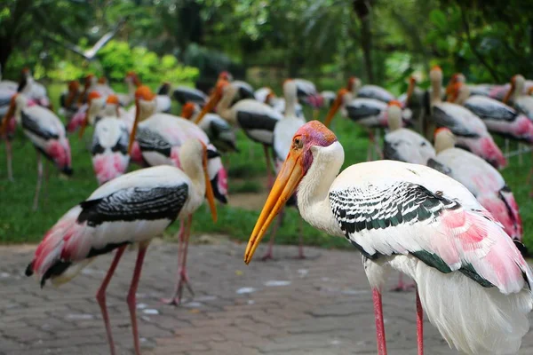 Der Gelbschnabelstorch Mycteria Ibis Manchmal Auch Waldstorch Oder Waldibis Genannt — Stockfoto