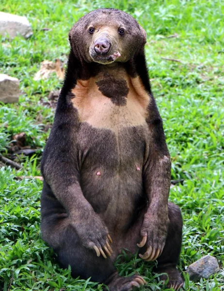 Urso Sol Malásia Helarctos Malayanus Close Uma Espécie Urso Que — Fotografia de Stock