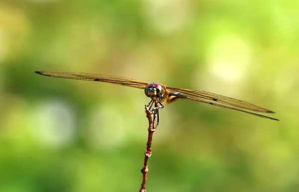 Dragonfly Fånga Små Trädgren Naturen — Stockfoto