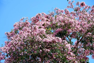 Sakura (Prunus serrulata) veya parkta pembe çiçekli kiraz çiçeği.