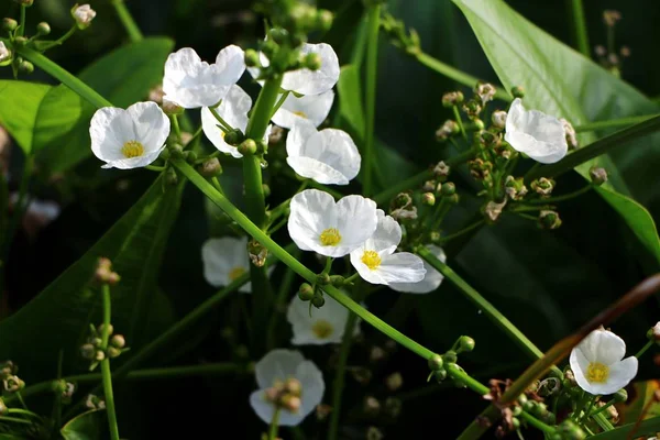 Mexican Sword Plant Flowers Echinodorus Palifolius Also Known Melati Air — Stock Photo, Image