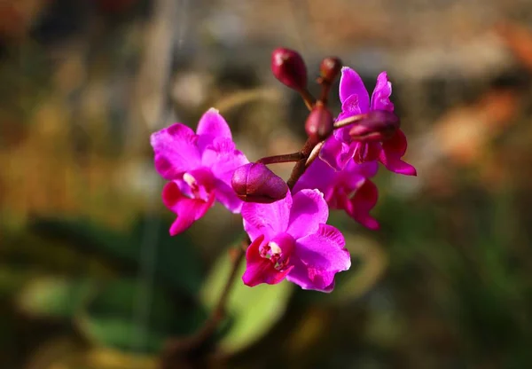 Purple Phalaenopsis Orchid Flowers Garden — Stock Photo, Image