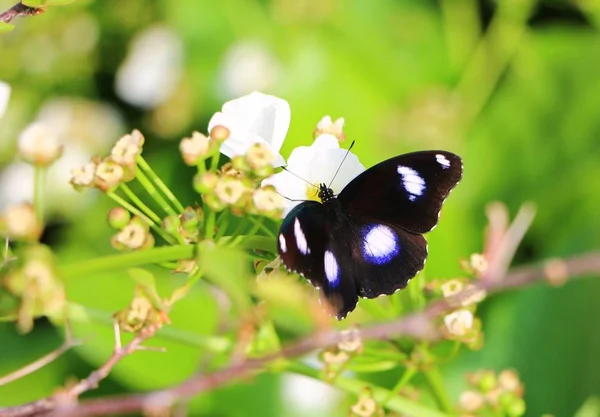 Hypolimnas Bolina Hypolimnas Bolina Est Une Espèce Papillon Nymphalide Madagascar — Photo