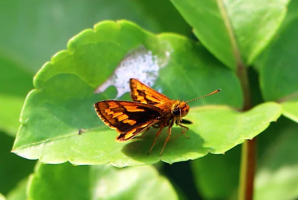 Teigne Brune Sur Feuille Arbre Verte — Photo