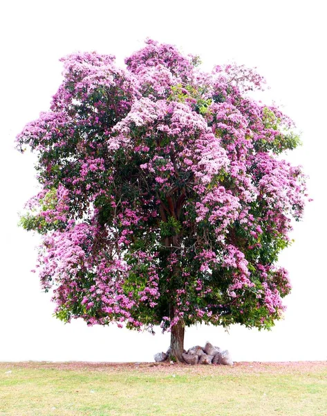 Sakura Prunus Serrulata Vagy Fehér Alapon Cseresznyevirág — Stock Fotó