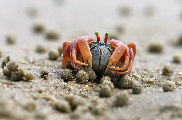 해변에서 모래에 Portunus Armatus 가까이 — 스톡 사진