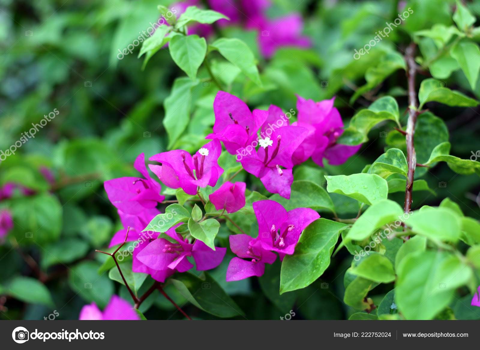 Bougainvillea Tree Flowers Green Leaves Background Selective